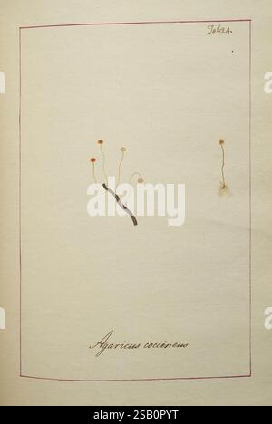 Icônes, Fungorum, Circa, Halifax, Sponte, Nascentium, 1784-1792, Ecology, Angleterre, guides de terrain, champignons, Halifax, identification, nomenclature, œuvres picturales, terminologie, la représentation présente une illustration délicate de champignons, spécifiquement identifiés comme Agaricus coccinens. La composition comporte plusieurs tiges minces, chacune ornée de petites casquettes rondes qui varient en taille et en teinte. L'œuvre est encadrée par une simple bordure, mettant l'accent sur le sujet botanique. Sous l'illustration, le nom 'Agaricus coccinens' est élégamment écrit à la main, reflétant le style artistique t Banque D'Images