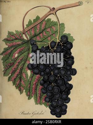 Fortsetzung des Allgemeinen teutschen Garten-Magazins, Weimar, Im Verlage des Landes-industrie-comptoirs, 1815-1824. Jardinage, allemagne, horticulture, périodiques, Une illustration richement détaillée d'une grappe de raisins sombres et dodus accrochés à une vigne mince. Les raisins sont représentés avec un éclat brillant, mettant en valeur leur texture luxuriante. Une feuille verte vibrante les accompagne, ses veines complexes mises en évidence dans des tons de vert profond et des notes de rouge, ajoutant de la profondeur à la composition. Sous la grappe, l'étiquette indique 'Buncor Gutadel', suggérant la variété spécifique de raisins représentés. Le Banque D'Images