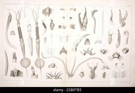 I Cefalopodi viventi nel Golfo di Napoli (sistematica) Berlin, R. Friedländer & Sohn, 1896, Cephalopoda, mollusques, Naples, baie d'Italie, calmars, Doratopsis vermicularis, Entomopsis velaini, Sepiola rondeletii, Sepiola aurantiaca, les arthropodes sont réels, Comingio Merculiano, zoologie des invertébrés, Giuseppe Jatta, L'illustration présente un large éventail de céphalopodes, mettant en vedette diverses espèces de calmars, de poulpes et de créatures marines apparentées. Chaque spécimen est méticuleusement rendu, mettant en évidence des caractéristiques anatomiques distinctes telles que les tentacules, les nageoires et les formes. L'arrangement est systématique, avec Banque D'Images