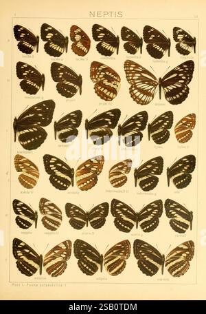 Le, Macrolepidoptera, de, le, monde, Stuttgart, Seitz'schen, Kernen, 1906-, lepidoptera, une illustration détaillée de diverses espèces de papillons appartenant au genre Neptis, présentant un éventail de motifs et de dessins d'ailes. Chaque spécimen est étiqueté avec son nom correspondant, soulignant la diversité au sein de ce genre. La disposition soignée permet de comparer facilement les caractéristiques uniques et les variations entre les différentes espèces. L'illustration sert d'outil pédagogique pour l'entomologie, soulignant la beauté et la complexité de ces papillons dans leur habita naturel Banque D'Images