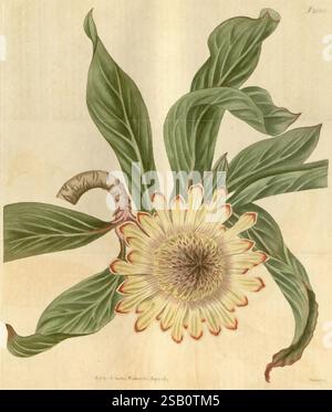 Curtis's Botanical Magazine, Londres, New York, botanique, périodiques, illustration botanique, œuvres picturales, plantes ornementales, Curtis, Protea acaulis, Protea acaulos, taxonomie : Family= Proteaceae, Afrique du Sud, l'illustration présente une fleur frappante avec des pétales jaunes délicats et crémeux qui rayonnent vers l'extérieur, chacun avec une teinte rouge vif. Au centre, un amas de filaments fins et complexes met en valeur sa structure unique. La fleur est accompagnée de feuilles allongées et vertes brillantes qui se courbent gracieusement autour d'elle, améliorant sa beauté. Un bourgeon élancé et recourbé est visible, faisant allusion au Banque D'Images