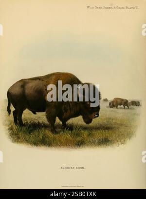 Boeufs sauvages, moutons et chèvres de toutes les terres, vivants et éteints, Londres, R. Ward, 1898, bison, gibier et gibier à plumes, chèvres, moutons de montagne, bison, bison, mammifère national, arthropode., la scène présente un majestueux bison américain debout en bonne place dans un paysage herbeux, sa fourrure épaisse affichant une texture riche. Cette magnifique créature est représentée avec des détails impressionnants, mettant en valeur sa construction puissante et sa bosse emblématique. En arrière-plan, on peut voir des bisons brouter paisiblement, contribuant à l'ambiance sereine du cadre naturel. La composition globale met en évidence l'im du bison Banque D'Images