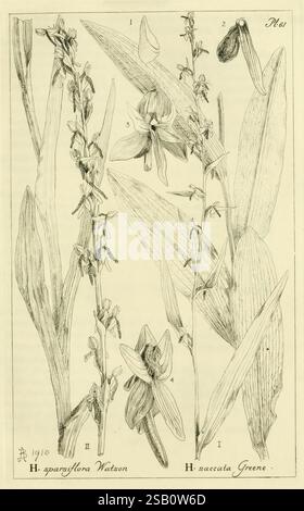Orchidaceae Boston Houghton Mifflin 1905-22 monocotyledoneae Orchidaceae orchidées Blanche Ames Ames femmes en science, cette illustration présente des études botaniques détaillées de deux espèces d'orchidées distinctes, étiquetées H. spargflora Watson et H. acculata Greene. La composition présente plusieurs vues des fleurs, capturant des détails complexes tels que la forme et la texture des pétales et des feuilles. Chaque dessin est numéroté pour référence, fournissant une représentation claire des structures des plantes. L'art délicat met en évidence les caractéristiques uniques des orchidées, soulignant leur complexité Banque D'Images