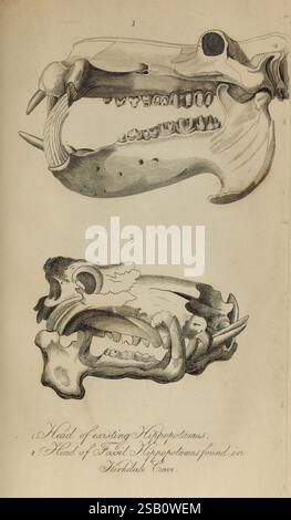 Le, fossile, restes, de, le, animal, Royaume, Londres, Whittaker, Treacher, 1830, paléontologie, fossile, histoires, couleur notre, collections, arthropode, l'illustration présente deux représentations détaillées de crânes d'hippopotame. La section supérieure présente une vue latérale d'une tête d'hippopotame moderne, mettant en évidence ses dents proéminentes et sa structure de mâchoire robuste. Ci-dessous, un crâne alternatif d'un hippopotame fossilisé est présenté, illustrant les différences évolutives et les caractéristiques distinctes trouvées chez les spécimens anciens. Les annotations indiquent la source de chaque crâne, mettant l'accent sur la comparaison entre t Banque D'Images