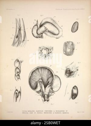 Recherches anatomiques et zoologiques v.2, 1878, Chine, zoologie, province du Yunnan, L'illustration présente diverses études anatomiques liées aux structures reproductrices et glandulaires des mammifères, mettant particulièrement l'accent sur les vaisseaux portaux et les caractéristiques uniques des espèces non spécifiées. Des diagrammes étiquetés détaillés décrivent différentes sections, mettant en évidence la morphologie complexe de ces structures. Chaque figure est méticuleusement rendue, fournissant un aperçu de leur fonction et de leur arrangement au sein de l'organisme. La disposition globale facilite une compréhension comparative de ces elem biologiques Banque D'Images