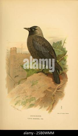 Figures colorées des oiseaux des îles Britanniques par Lord Lilford London, R. H. porter 1885-1897 oiseaux, Grande-Bretagne œuvres picturales Jackdaw Corvus Monedula Western Jackdaw Jackdaw Eurasien Ornithologie Archibald Thorburn, Un Jackdaw magnifiquement illustré perché sur une branche ornée de feuilles de lierre. L'oiseau, avec son plumage gris-noir distinctif et ses traits frappants, regarde au loin, mettant en valeur son bec pointu et son expression intelligente. En arrière-plan, une silhouette de château légèrement rendue fait allusion à un cadre historique, tandis que le paysage doux ajoute de la profondeur au compositi Banque D'Images