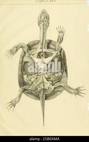Anatome testudinis Europaeae, Vilnae, Impensis auctoris, typis Josephi Zawadzki, 1819-1821, anatomie, tortues, droits de page, Halloween, Une illustration anatomique détaillée représentant la structure interne d'une tortue, mettant en valeur divers organes et systèmes. L'illustration montre la carapace, les membres et la tête de la tortue positionnés de manière à mettre en évidence l'anatomie interne. Les composants clés tels que le cœur, les poumons et les organes digestifs sont méticuleusement rendus, fournissant un aperçu des fonctions biologiques de ce reptile. L'illustration est étiquetée avec des termes anatomiques, mettant l'accent sur le compl Banque D'Images
