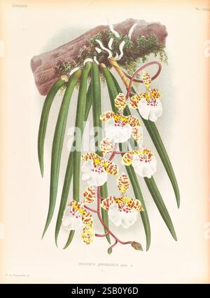 Lindenia, Gand [Belgique], Impr. F. Meyer-van Loo, 1885-1906, classification, guides, nomenclature, nomenclature populaire, Orchidaceae, orchidées, œuvres picturales, terminologie, Une représentation botanique magnifiquement illustrée de l'orchidée Oncidium jonesianum. La représentation détaillée met en valeur les caractéristiques uniques des fleurs, avec un arrangement captivant de pétales jaune vif ornés de taches de marron complexes. Niché au milieu de feuilles vertes allongées et gracieuses, le design complexe met en valeur la structure délicate des fleurs et leur coloration vibrante Banque D'Images