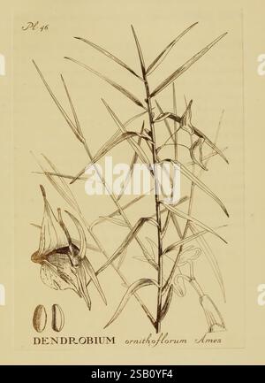 Orchidaceae, 1905-22, monocotyledoneae, Orchidaceae, orchidées, blanche Ames, femmes dans la science, l'illustration présente le Dendrobium ornithoflorum, une espèce d'orchidée caractérisée par ses tiges allongées et minces et ses fleurs distinctives ressemblant à des oiseaux. Deux des fleurs uniques illustrent leurs formes complexes et leurs détails délicats. En outre, la composition comprend deux graines ovales à la base, soulignant le cycle de vie de cette plante. Le rendu détaillé met en valeur la forme élégante des feuilles et la structure florale, capturant l'essence de cette espèce exotique. Banque D'Images