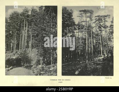 Les arbres de Grande-Bretagne et d'Irlande, Édimbourg, Priv. Imprimer, 1906-13, Grande-Bretagne, Irlande, arbres,, la scène représente une juxtaposition de deux environnements forestiers distincts, mettant en vedette de grands arbres qui s'élèvent bien en évidence sur la toile de fond du ciel. Dans la section supérieure, les arbres sont densément groupés, leurs troncs sont minces et s'étendent vers le haut, tandis que la section inférieure présente un paysage similaire avec une disposition différente du feuillage. L'ambiance générale reflète un sentiment de tranquillité et de beauté naturelle, mettant en évidence les textures et les motifs variés des canopées des arbres. Cette étude visuelle Banque D'Images