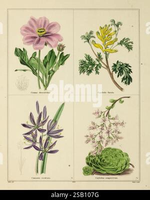 The Botanic Garden, Londres, Simpkin & Marshall, 1825, botanique, floriculture, fleurs, Grande-Bretagne, œuvres picturales, l’œuvre présente une collection d’illustrations botaniques vibrantes. Dans le coin supérieur gauche, une délicate fleur rose avec des détails jaunes proéminents se détache, étiquetée « Cosmos demissum ». Adjacent à elle, dans le quadrant supérieur droit, se trouve une plante verte luxuriante avec des fleurs jaunes uniques, identifiée comme 'Cycletia flava'. La section en bas à gauche illustre un groupe de fleurs bleues, élégamment disposées, reconnues comme 'Comania excelsa'. Enfin, le bas à droite affiche une charmante maquette Banque D'Images