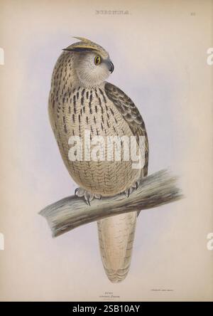 Les genres d'oiseaux, 1849 oiseaux, hibou, classification comportementale, œuvres picturales, illustration ornithologique, Une illustration magnifiquement rendue d'un hibou perché sur une branche. Le hibou présente des marques distinctives sur son plumage, avec un mélange de bruns doux, de crèmes et de taches complexes qui fournissent un camouflage contre son environnement naturel. Ses grands yeux expressifs sont mis en valeur, mettant en valeur une couleur jaune frappante qui ajoute à son comportement vif et observateur. La texture de ses plumes est détaillée, capturant l'essence de son aspect moelleux. Cette représentation souligne la majesté et Banque D'Images