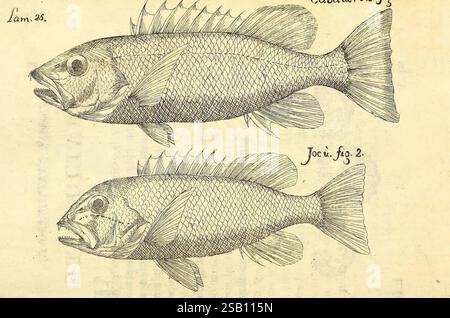 Descripcion, de, diferentes, piezas, de, historia, natural, las, mas, del, ramo, maritimo, en, la, la Havane, en, la, Imprenta, de, la, Capitania, général, 1787, Cuba, naturel, histoire, marine, animaux, Caraïbes, région, L'illustration montre deux poissons représentés dans un style détaillé et complexe, mettant en valeur leurs caractéristiques anatomiques. Le poisson supérieur, étiqueté 'Caballero' et marqué 'Lam. 25,' affiche un corps profilé avec des écailles proéminentes et des nageoires bien définies, y compris une nageoire dorsale et des nageoires pectorales. Sa bouche ouverte révèle des dents pointues, suggérant une nature prédatrice. En dessous, le deuxième poisson Banque D'Images