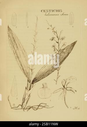 Orchidaceae, 1905-22, Monocotyledoneae, Orchidaceae, orchidées, blanche Ames, Women in Science, cette illustration présente les détails botaniques de l'espèce végétale Cestichis haltorensensis Ames. Il présente un rendu détaillé de la structure de la plante, y compris ses feuilles allongées, ses tiges florales et ses fleurs. Le diagramme ci-joint met en évidence des parties spécifiques de la plante, y compris diverses formes de feuilles et arrangements floraux, indiqués par des étiquettes numérotées. Les lignes complexes soulignent la texture et la forme des composants, contribuant à une représentation éducative de cette spe orchidée Banque D'Images