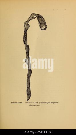 Harper's, guide, à, sauvage, fleurs, New York, 1912, États-Unis, fleurs sauvages, l'illustration présente un rendu détaillé de la plante Indian Pipe, scientifiquement connue sous le nom de Monotropa uniflora. Cette plante unique se caractérise par sa tige allongée et pâle qui se courbe généralement légèrement et est dépourvue de chlorophylle, lui donnant un aspect fantomatique. Au sommet, un groupe de fleurs délicates en forme de cloche est représenté, mettant en valeur leur beauté éphémère. Le texte ci-dessous identifie la plante et suggère une exploration plus poussée dans une section désignée du texte d'accompagnement. La composition globale e Banque D'Images