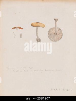 Dessins de champignons, pas avant 1839, champignons, œuvres picturales, la composition présente une illustration détaillée d'une espèce de champignon, mettant en valeur des caractéristiques distinctes. Le champignon est représenté avec son chapeau mis en évidence, présentant une surface lisse et arrondie. À gauche, une petite graine ou spore allongée est illustrée, faisant allusion à sa structure reproductrice. Sous la coiffe, les branchies sont rendues de façon complexe, révélant leur texture fine et en couches. Accompagnant les illustrations est une note manuscrite détaillant le nom de l'espèce et ses attributs notables, signée en bas comme 'Hugh T. Banque D'Images