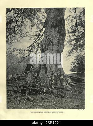 The, Trees, of, Grande-Bretagne, Irlande, Édimbourg, Priv, Print, 1906-13, Grande-Bretagne, Irlande, arbres, Un hêtre majestueux et ancien se dresse au centre de cette scène, mettant en valeur son tronc noueux et ses racines tentaculaires, qui se tordent radicalement dans la terre. La texture de l'écorce est robuste, marquée par le passage du temps et les éléments de la nature. Autour de l'arbre, un paysage serein se déploie, avec des parcelles d'herbe et peut-être quelques feuilles éparpillées, suggérant un cadre paisible et naturel. En arrière-plan, une canopée feuillue fait allusion au feuillage luxuriant au-dessus, ajoutant à la grandeur de l'arbre Banque D'Images