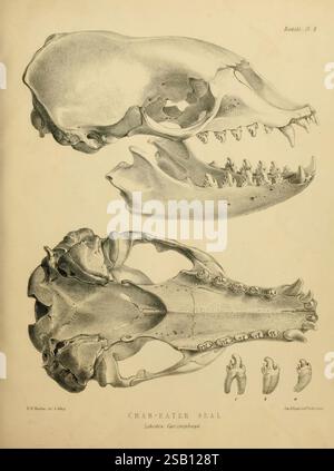 La zoologie du voyage du H.M.S. Erebus & Terror v.1. London, E.W. Janson, 1844-1875. Nouvelle-Zélande, Australie, Antarctique, Woods Hole, zoologie, phoque crabère, océan Antarctique, Lobodon carcinophaga, expéditions scientifiques, 183943, expédition Erebus et terreur, Lobodon carcinophaga, NZ espèces, ce visuel présente les détails anatomiques du crâne du phoque mangeur de crabe, scientifiquement connu sous le nom de *Lobodon carcinophagus*. L'illustration présente deux perspectives du crâne : la vue supérieure met en évidence la forme et la structure globales, y compris les mâchoires robustes et la forme dentaire distincte Banque D'Images
