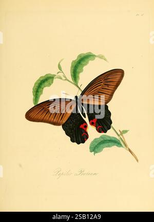 Histoire naturelle des insectes de Chine, 1842, Chine, insectes, arthropodes, arthropode, l'œuvre présente une illustration magnifiquement détaillée d'un papillon, mettant en vedette l'espèce Papilio Protenor. Les ailes sont ornées d'un motif complexe, mettant en valeur des tons bruns riches avec des notes de noir et des accents rouges vibrants près de la base. Le papillon est délicatement perché sur une branche feuillue, avec des feuilles vertes luxuriantes qui complètent ses couleurs saisissantes. Cette composition met en valeur l'élégance et la diversité des espèces de papillons, capturant l'essence de l'art de la nature. Banque D'Images