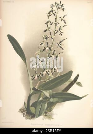 Reichenbachia, créé Albans, London, New York, F. Sander & Co, Orchid Growers & Importers, H. Sotheran & Co, I. Forstermann, 1888-1890, Orchidaceae, Henry Frederick Conrad Sander, Orchids, botanany, Flowers, taxonomy : Family= Orchidaceae, Epidendrum prismatocarpum, Prosthechea prismatocarpa, illustration botanique mettant en vedette l'Epidendrum prismatocarpum, caractérisé par sa pointe allongée ornée de nombreuses fleurs délicates. Les fleurs présentent des motifs complexes avec des couleurs contrastées, soulignant leur structure unique. Des feuilles vertes luxuriantes, larges et allongées, émergent de la base, provident Banque D'Images