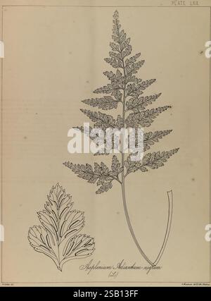 Les fougères de l'Inde britannique, Madras, 1866, Inde, Pteridophyta,, une illustration botanique détaillée montrant les structures complexes des trichomanes Asplenium, communément connu sous le nom de rate maidenhair. La composition présente une fronde bien visible, caractérisée par ses multiples segments et ses feuillets finement divisés, illustrant les motifs délicats du feuillage de la plante. À gauche, une feuille singulière est représentée, soulignant sa forme et sa texture uniques. Les deux éléments sont clairement étiquetés en bas, fournissant une nomenclature scientifique pour une identification facile. Le lin prudent Banque D'Images