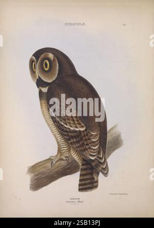 Les genres d'oiseaux, 1849, oiseaux, hibou, classification du comportement, œuvres picturales, illustration ornithologique, l'illustration représente une étude détaillée d'un hibou perché sur une branche. L'oiseau présente un mélange de bruns riches et de nuances crémeuses, mettant en valeur ses motifs de plumes complexes et ses grands yeux frappants qui affichent une expression intense. Les couleurs harmonieuses rehaussent les traits distinctifs du visage du hibou, en particulier son visage rond et ses touffes d'oreilles proéminentes. La branche sur laquelle il repose est rendu avec une attention particulière à la texture, ajoutant de la profondeur à la composition, tandis que l'arrière-plan est Simp Banque D'Images