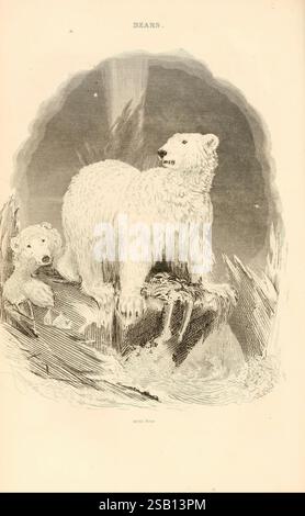 Le, animal, Royaume, arrangé, après, ITS, organisation, Londres, W. S. Orr and co, 1854, zoologie, la scène représente un ours polaire debout majestueusement sur une corniche rocheuse, supervisant ses environs. Sa fourrure blanche épaisse apparaît dense et moelleuse, soulignant sa stature robuste. À côté de lui, un petit plus petit, avec une expression curieuse, se penche en avant, apparemment intrigué par l'environnement. L'arrière-plan présente un mélange de formations de glace déchiquetées et d'eau, évoquant l'habitat polaire où ces créatures prospèrent. Au-dessus des ours, le titre 'BEARS' est élégamment inscrit, tandis que les mots 'Arctic Bear' Banque D'Images