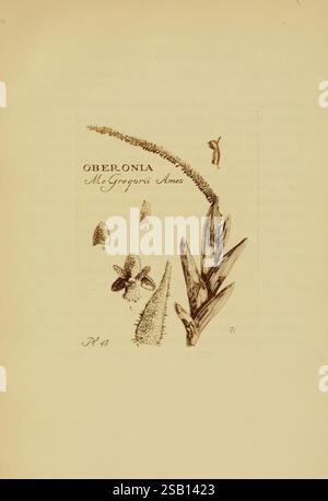 Orchidaceae Boston Houghton Mifflin 1905-22 monocotyledoneae Orchidaceae orchidées Blanche Ames Ames femmes en science, l'illustration présente une étude botanique intitulée 'Oberonia MeGregorii Ames', mettant en valeur une flore délicate. Au premier plan, une tige verticale ornée de feuilles minces est proéminente, tandis que plusieurs éléments plus petits, peut-être des fleurs ou des structures de feuilles, sont agencés habilement autour d'elle. Les lignes complexes détaillent les textures et les formes des plantes, reflétant une observation attentive et une approche savante de la botanique. La pièce est étiquetée avec le nom et l'attribution, faisant allusion à son Banque D'Images