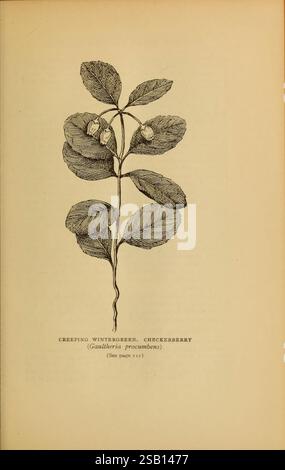Harper's guide des fleurs sauvages, New York, 1912, États-Unis, fleurs sauvages, une illustration botanique de la verge rampante, également connue sous le nom de Checkerberry (Gaultheria procumbens). L'illustration montre une représentation détaillée de la plante, mettant en évidence ses feuilles ovales et dentelées et ses délicates fleurs blanches en forme de cloche nichées parmi elles. La plante est représentée avec une attention particulière à la précision anatomique, mettant en valeur la disposition des feuilles le long de la tige et la texture du feuillage. Sous l'illustration, il y a une référence à des informations supplémentaires trouvées sur une autre page. Banque D'Images