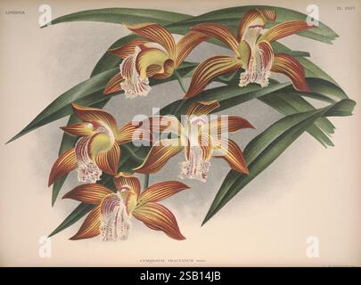 Lindenia, Bruxelles, L. Linden, 1891-[1897?], Orchidaceae, périodiques, œuvres picturales, Un arrangement vibrant de fleurs de Pteroceras met en valeur leurs pétales allongés saisissants dans des tons orange et jaune, accentués par des motifs complexes de violet et blanc. Les fleurs sont habilement nichées au milieu de feuilles vertes luxuriantes, qui offrent une toile de fond contrastée qui met en valeur les détails délicats de chaque fleur. Cette composition capture l'élégance et la nature exotique de ces orchidées, soulignant leur forme unique et les variations de couleur. Banque D'Images
