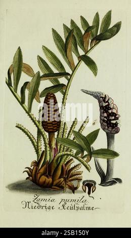 Plantarum indigenarum et exoticarum icones ad vivum coloratae, oder, Sammlung nach der Natur gemalter Abbildungen inn- und ausländlischer Pflanzen, für Liebhaber und Beflissene der Botanik, botanique, rapide, oeuvres picturales, plantes, zamia pumila, zamia pumila, Coontie, Floride, États-Unis, L'illustration présente une Zamia pumila, communément appelée palmier nain. La plante présente une structure conique proéminente en son centre, qui est son cône de graines, entouré de feuilles vertes luxuriantes et plumeuses qui émanent de sa base dans un arrangement en éventail. Adjacent à la Zamia pumila, une plus petite floraison Banque D'Images