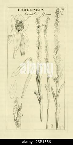 Orchidaceae Boston Houghton Mifflin 1905-22 Monocotyledoneae Orchidaceae Orchids Blanche Ames Ames Women in Science, l'illustration présente l'espèce végétale 'Habenaria brevifolia', identifiée au sommet. Il présente une représentation détaillée de la fleur, ainsi que des annotations numérotées qui mettent en évidence diverses parties de la plante. Ceux-ci comprennent les pétales de la fleur, les feuilles et d'autres détails botaniques, fournissant une référence claire pour l'étude. L'arrangement met l'accent sur les caractéristiques complexes de la plante, avec des étiquettes aidant à l'identification de chaque composant, capturant la beauté an Banque D'Images