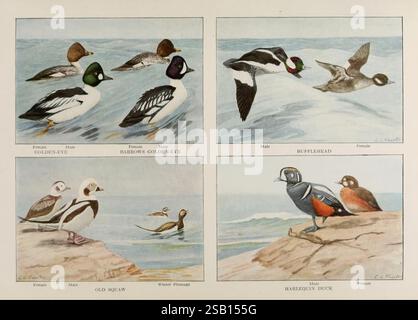 Le livre des oiseaux, Washington, D. C, 1921, oiseaux, États-Unis, la légende présente quatre illustrations distinctes de diverses espèces d'oiseaux. En haut à gauche, un canard avec un motif de tête distinctif est représenté à mi-vol. Adjacent à lui, le coin supérieur droit présente un oiseau coloré perché sur une surface rocheuse, soulignant son plumage unique. En bas à gauche, un groupe de canards illustre leurs formes élégantes lorsqu'ils glissent sur l'eau. Enfin, le coin inférieur droit présente une scène charmante avec un oiseau de mer près du rivage, capturant son habitat naturel. Chaque illustration est étiquetée avec les s. Banque D'Images