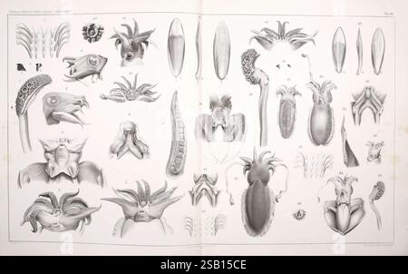 I Cefalopodi viventi nel Golfo di Napoli (sistematica) Berlin, R. Friedländer & Sohn, 1896. céphalopodes, mollusques, Naples, Baie d'Italie, poulpe, calmar, monstres Real, Sepia officinalis, Sepia orbignyana, Sepia elegans, Comingio Merculiano, zoologie des invertébrés, Giuseppe Jatta, l'illustration présente une collection de spécimens de céphalopodes, présentant diverses espèces telles que les calmars, les poulpes et les seiches. Chaque organisme est méticuleusement rendu, mettant en évidence des caractéristiques anatomiques distinctes comme les tentacules, les nageoires et les becs. Les numéros identifient chaque spécimen, ainsi que les détails complexes qui emphas Banque D'Images