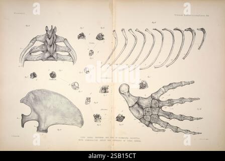 Anatomique, Zoologique, recherches, v.2, 1878, Chine, Zoologie, province du Yunnan, l’illustration présente une étude anatomique détaillée du système squelettique d’un mammifère. Il comprend diverses vues des vertèbres, des côtes et une représentation d'un membre antérieur. L'illustration est étiquetée avec des figures indiquant des parties spécifiques, telles que la structure vertébrale, les attaches des côtes et la disposition des os dans la main. Ce diagramme sert de référence pour l'anatomie comparée des mammifères, mettant en évidence les connexions complexes et les formes des éléments squelettiques. Banque D'Images