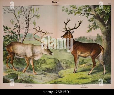 Histoire naturelle du règne animal à l'usage des jeunes Brighton, E. & J.B. Young and Co, 1889, animaux, littérature juvénile, œuvres picturales, zoologie, renne, cerf, cerf, tarandus rangifer, cervus elaphus, William Forsell Kirby, Gotthilf Heinrich von Schubert, deux espèces de cerfs sont représentées dans un cadre naturel luxuriant. Sur la gauche, un renne, caractérisé par son corps robuste et ses bois distinctifs, se dresse de profil, mettant en valeur son épais manteau déchiqueté orné de taches plus légères. Son expression apparaît curieuse en regardant vers la droite. Sur la droite, un cerf avec impressionnant, Banque D'Images