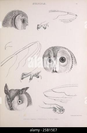 Les, genres, de, oiseaux, Londres,1849, oiseaux, hibou, classification du comportement, pictural, œuvres, ornithologique, illustration, Une série d'illustrations détaillées représentant divers aspects des hiboux, mettant en valeur leurs caractéristiques distinctives. Les dessins comprennent des gros plans de leurs têtes, soulignant les grands yeux expressifs et les motifs de plume uniques. En outre, l'image présente des croquis de plusieurs composants anatomiques, tels que les structures des ailes et les contours faciaux. Les illustrations mettent en évidence les subtilités de l'anatomie du hibou, offrant une perspective scientifique sur ces oiseaux de proie fascinants. Banque D'Images
