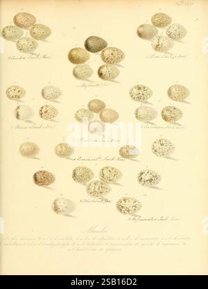 Zur Fortpflanzungsgeschichte der gesammten Vögel Dresden, [1856?] oiseaux, œuvres picturales, reproduction, oeufs, excellent, cette illustration détaillée présente une série d'œufs d'oiseaux à motifs complexes, chacun étiqueté avec un identifiant spécifique. Les œufs présentent une variété de formes et de tailles, reflétant les marques uniques qui les différencient. La collection comprend des œufs de diverses espèces, réputés pour leurs colorations distinctes et leurs motifs de mouchetures, allant des tons sourds aux taches vibrantes. La disposition soignée et les détails méticuleux soulignent la diversité trouvée dans le reproduit aviaire Banque D'Images