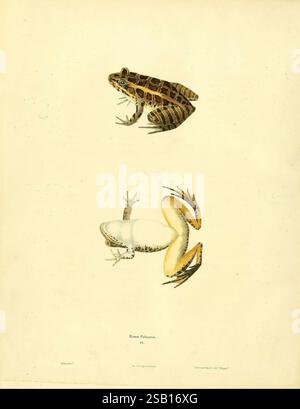 North American Herpétology volume 1 Philadelphie J. Dobson 1836-1840 amphibiens reptiles États-Unis Rana palustris John Edwards Holbrook Herpétology J. E. R. A. Lithobates palustris grenouille-repousse, l'illustration présente deux espèces distinctes de grenouilles, élégamment exposées l'une au-dessus de l'autre. La grenouille supérieure est caractérisée par un riche motif de rayures sombres et claires, mettant en valeur sa peau texturée, ce qui est révélateur de son habitat naturel. En dessous, la deuxième grenouille présente une coloration plus claire avec un aspect lisse et pâle et des pieds palmés jaune-orange frappants, indiquant une adaptation pour SW Banque D'Images