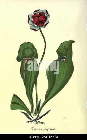 The, Floral, Keepsake, New-York, Leavitt & Allen, [185-?], fleurs, livres-cadeaux, une illustration présente une plante frappante, mettant en valeur une fleur unique au sommet d'une tige mince. La fleur présente des pétales superposés, combinant des teintes rouges et bleues pâles, ressemblant à une rose. En dessous, deux feuilles vertes distinctes émergent, chacune présentant une forme recourbée et un motif veineux profond, suggérant un environnement tropical luxuriant. Le nom scientifique 'Sarracenia purpurea' est élégamment inscrit ci-dessous, indiquant sa classification. Cette représentation botanique capture les détails complexes et les couleurs vibrantes d'un captivant Banque D'Images