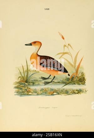 Illustrations de l'ornithologie indienne Madras 1847 Inde oiseaux œuvres picturales Dendrocygna bicolor, Un oiseau magnifiquement illustré connu sous le nom de sonnerie Pseudonaja, avec un mélange frappant de plumage orange et brun. Il se dresse gracieusement sur un paysage verdoyant et luxuriant orné de hautes herbes et de roseaux, reflétant son habitat naturel. L'œuvre d'art capture la posture élégante de l'oiseau et les détails complexes, mettant en valeur ses caractéristiques distinctives, y compris un cou élancé et un bec pointu. Les éléments environnants ajoutent de la vie à la scène, soulignant la relation harmonieuse entre l'oiseau et son environnement Banque D'Images