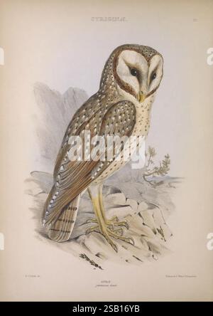 Les genres d'oiseaux, 1849, oiseaux, hibou, classification du comportement, œuvres picturales, illustration ornithologique, tytoalba, taxonomie:trinomial= tyto alba javanica, Un hibou magnifiquement illustré se tient en évidence, mettant en valeur ses caractéristiques distinctives. Avec de grands yeux expressifs encadrés par un disque facial en forme de cœur, l'oiseau dégage un air de sagesse et de grâce. Son plumage est un mélange saisissant de bruns et de blancs, orné de motifs complexes qui imitent les textures naturelles de son habitat. Les plumes présentent des taches et des rayures délicates, contribuant à son apparence camouflée contre les BA rocheux Banque D'Images