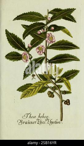Plantarum indigenarum et exoticarum icones ad vivum coloratae, oder, Sammlung nach der Natur gemalter Abbildungen inn- und ausländischer Pflanzen, für Liebhaber und Beflissene der Botanik, plantes, rapide, botanique, œuvres picturales, Camellia sinensis, Thea bohea, l'illustration présente une étude botanique détaillée de la plante Thea bohea, communément appelée thé chinois. La plante est représentée avec des feuilles vertes fines et allongées, brillantes et proéminentes. Des fleurs délicates aux pétales roses et blancs fleurissent au milieu du feuillage, mettant en valeur leur structure complexe et leur couleur vibrante. En outre, Banque D'Images