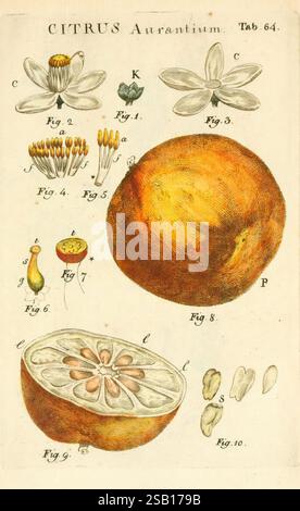 Illustratio systematis sexualis Linnaeani Francofurti ad Moenum, Varrentrapp et Wenner, 1789, plantes, classification, Linnaeus, The New York Botanical Garden, Pictorial Works, Carl von, Citrus aurantium, cette illustration présente une étude détaillée de l'orange amère, scientifiquement connue sous le nom de Citrus aurantium. Divers composants sont étiquetés avec des numéros pour fournir la clarté sur chaque partie du fruit. La section supérieure présente des éléments floraux, y compris les fleurs identifiées par la Fig. 1 et Fig. 2, complet avec des représentations détaillées des pétales et des parties reproductrices. Les figures suivantes montrent le frui Banque D'Images