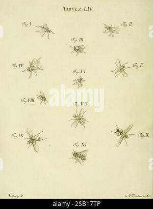 Iacobi Christiani Schaefferi, Icones Insectorum, Circa Ratisbonam, Ratisbonae, Typis Zeitlerianis, 1791, Allemagne, insectes, Regensburg, Arthropoda, œuvres picturales, Woods Hole, l'illustration présente une collection de dessins détaillés d'insectes, représentant spécifiquement diverses espèces d'abeilles. Chaque abeille est étiquetée avec un chiffre romain, indiquant sa position dans l'arrangement. Les figures au rendu complexe mettent en valeur les différences de taille, de structure des ailes et de morphologie, mettant en évidence la diversité de ces pollinisateurs. L'intention scientifique derrière l'illustration suggère une focalisation sur entomologique Banque D'Images