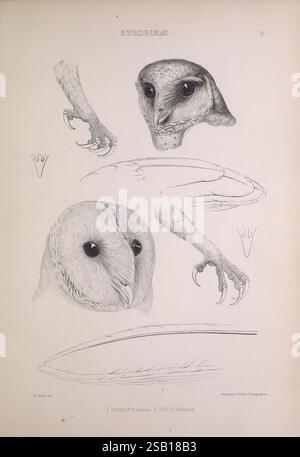 Les genres d'oiseaux, London, Longman, Brown, Green, Longmans, 1849, oiseaux, hibou, classification comportementale, œuvres picturales, illustration ornithologique, l'illustration présente une étude détaillée d'un hibou, mettant en valeur divers aspects anatomiques. En haut, la tête du hibou est représentée, soulignant ses traits distinctifs du visage, y compris de grands yeux et un bec arrondi. Ci-dessous, l’artiste présente un gros plan de la griffe du hibou, mettant en évidence les talons pointus qui sont cruciaux pour chasser et saisir les proies. Le travail de ligne complexe et l'ombrage fournissent de la texture, apportant les motifs de plumes du hibou Banque D'Images