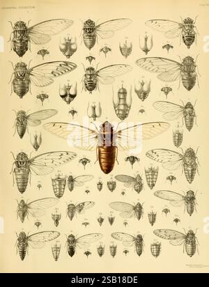 Une monographie des Cicadidés orientaux, Londres, imprimée par West, Newman & Co, 1889-92, Asie, insectes, arthropodes, Cicadidae, arthropodes, un tableau illustré présentant diverses espèces de cigales, montrant leurs caractéristiques physiques distinctes. La figure centrale montre une grande cigale avec des ailes proéminentes et des caractéristiques anatomiques détaillées, entourée de petites illustrations qui mettent en valeur différentes espèces. Chaque cigale est méticuleusement rendue, affichant des motifs uniques, des formes de corps et des structures d'aile. L'arrangement met l'accent sur la diversité au sein de la famille cigale, avec des étiquettes numérotées po Banque D'Images