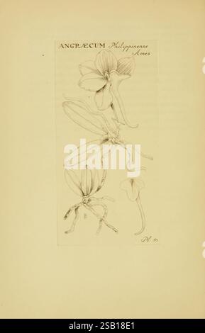 Orchidaceae Boston Houghton Mifflin 1905-22 Monocotyledoneae Orchidaceae Orchids Blanche Ames Ames femmes dans la science, l'illustration présente une étude botanique détaillée de l'orchidée Angraecum Philippinense. Il présente plusieurs vues de la fleur et sa morphologie distinctive, mettant en évidence la forme élégante des pétales et la structure unique des feuilles et des racines. Les lignes délicates fournissent une représentation claire de l'anatomie de la fleur, soulignant ses détails complexes et sa beauté. Une étiquette identifie les espèces en haut, contribuant à la présentation savante de ce fascinant p Banque D'Images