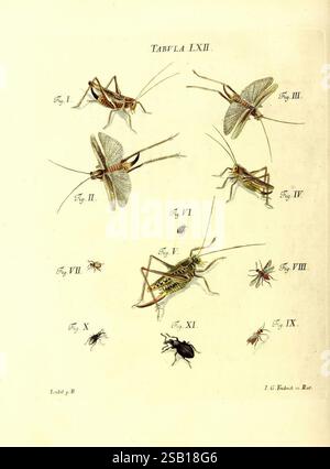 Iacobi Christiani Schaefferi s.s. theologiae et philosophiae doctoris icones insectorum circa Ratisbonam indigenorum, Ratisbonae, Typis Breitfeldianis, MDCCLXXIX [1766-1779], Allemagne, insectes, œuvres picturales, Ratisbonne, collection d'illustrations détaillées représentant diverses espèces d'insectes, principalement sur les sauterelles et les grillons. Chaque spécimen est étiqueté avec un numéro de figure correspondant, mettant en évidence leurs caractéristiques distinctives et les détails anatomiques. L'arrangement crée une référence visuelle complète, mettant en évidence la diversité au sein de cette catégorie d'insectes, avec variat Banque D'Images