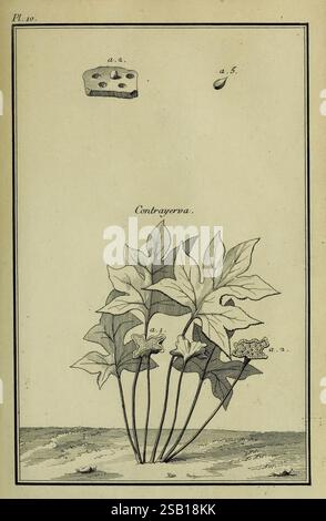 Description, vertus et usages de sept cents dix-neuf plantes, Paris, P.F. Didot le jeune, 1767, France, plantes médicinales, materia medica, œuvres picturales, Dorstenia contrajerva, une illustration représentant l'espèce végétale Contrayerva, représentée avec ses feuilles et racines caractéristiques. Le dessin met en valeur la plante avec plusieurs structures foliaires proéminentes, s'étendant à partir du sol où elle est enracinée. Au-dessus de la plante, il y a des détails étiquetés : une représentation d'un morceau de fromage et d'une gouttelette, indiquant probablement diverses utilisations ou propriétés associées à la plante, communément connue pour son medi Banque D'Images
